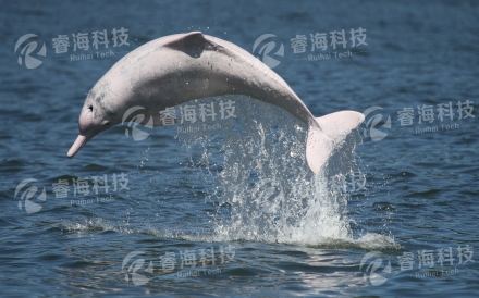 珠江口白海豚保护区观测工程